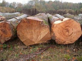 木材についての簡単な紹介 - ブナ材