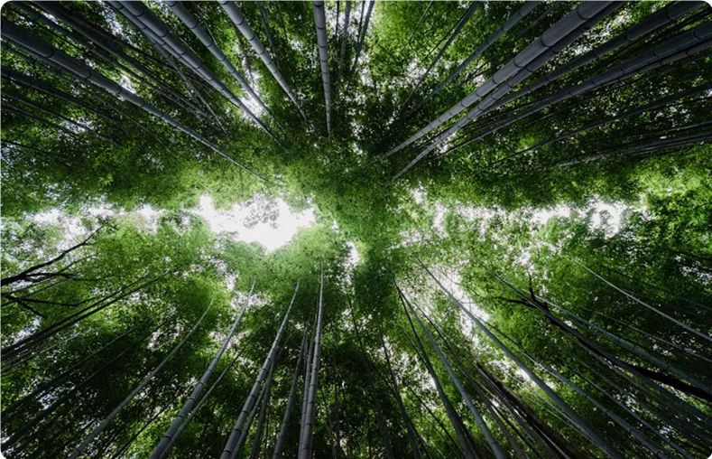 中国、「プラスチックを竹に置き換える」3年間の行動を開始