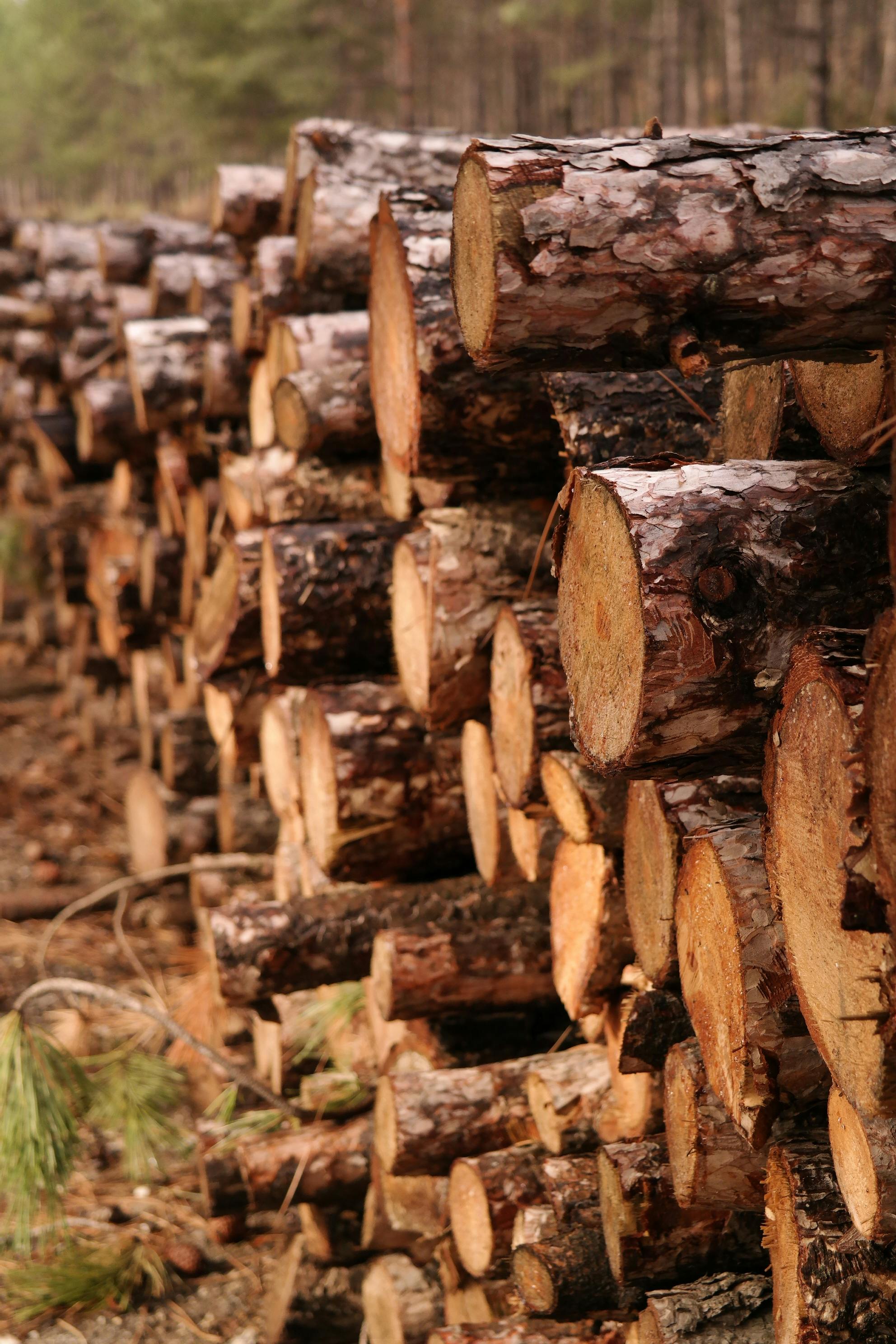 Gana padidina medienos ruošos mokesčius 40%
